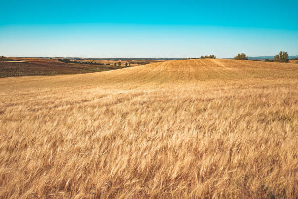 istock Golden fields of cereal in Spain 1770473526