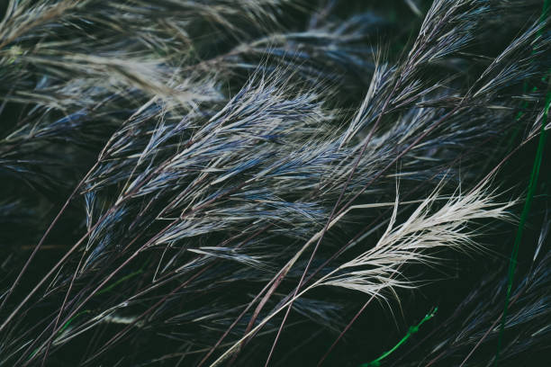 istock Rare and artistic image of dark nature 1770473553