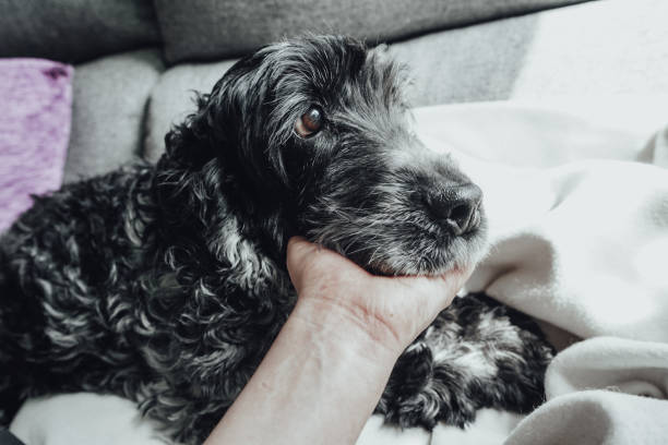 istock Beautiful portrait of a black and white cocker spaniel 1770474123