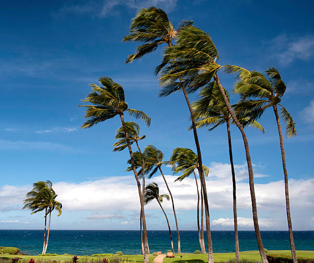 Wind Blown Coconut  Palm Trees Wind blows coconut palm trees on the Hawaiian island of Maui gale stock pictures, royalty-free photos & images