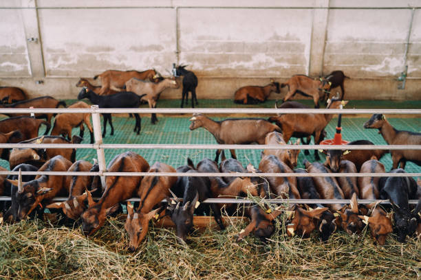 istock Herd of goats eats hay in a paddock, standing in a row 1770475788
