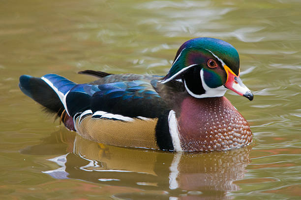 male wood duck floating on lake stock photo