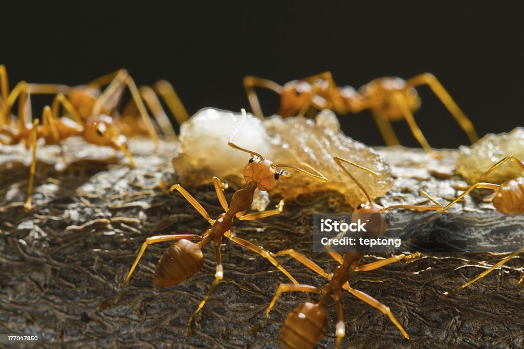 레드 위버 ants - 로열티 프리 개미 스톡 사진