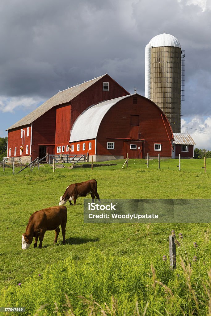 Red Grange et Vache de Hereford - Photo de Ferme - Aménagement de l'espace libre de droits