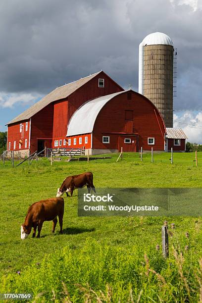 Photo libre de droit de Red Grange Et Vache De Hereford banque d'images et plus d'images libres de droit de Ferme - Aménagement de l'espace - Ferme - Aménagement de l'espace, Grange, Grange rouge