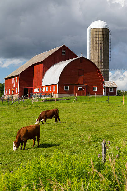 Red Barn and Hereford Cattle stock photo