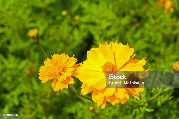 Cosmos Amarillo Foto de stock y más banco de imágenes de Ala de animal - Ala de animal, Amarillo - Color, Animal