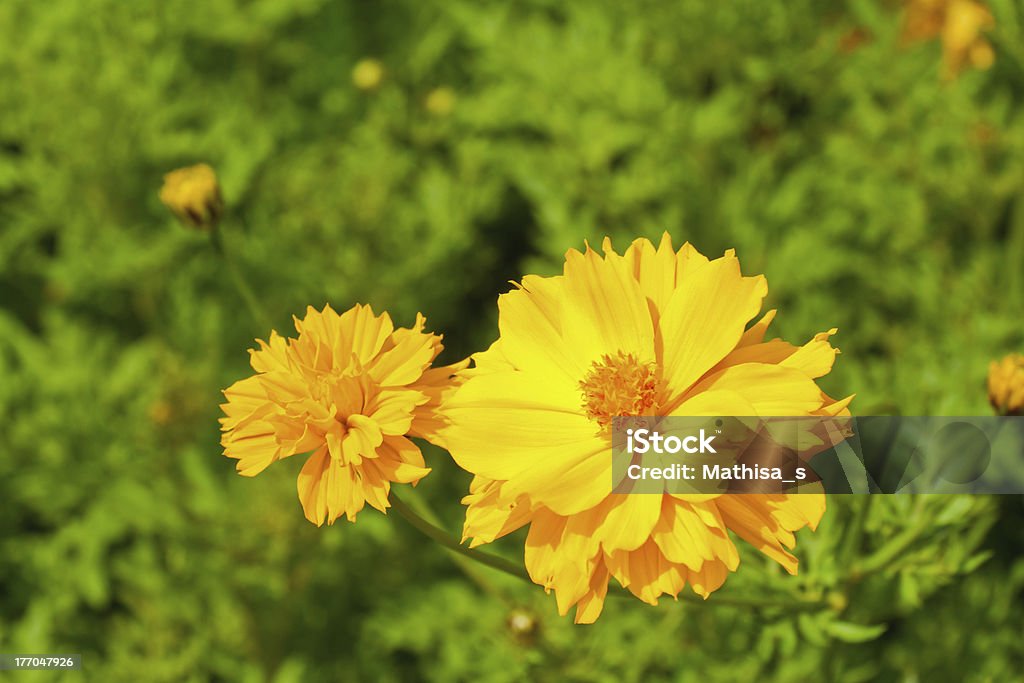 Amarelo cosmos - Foto de stock de Amarelo royalty-free