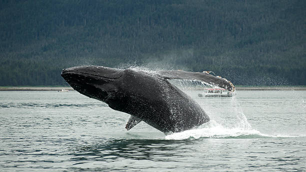 istock Humpback Whale Breaches in the Inside Passage, Alaska 177048349