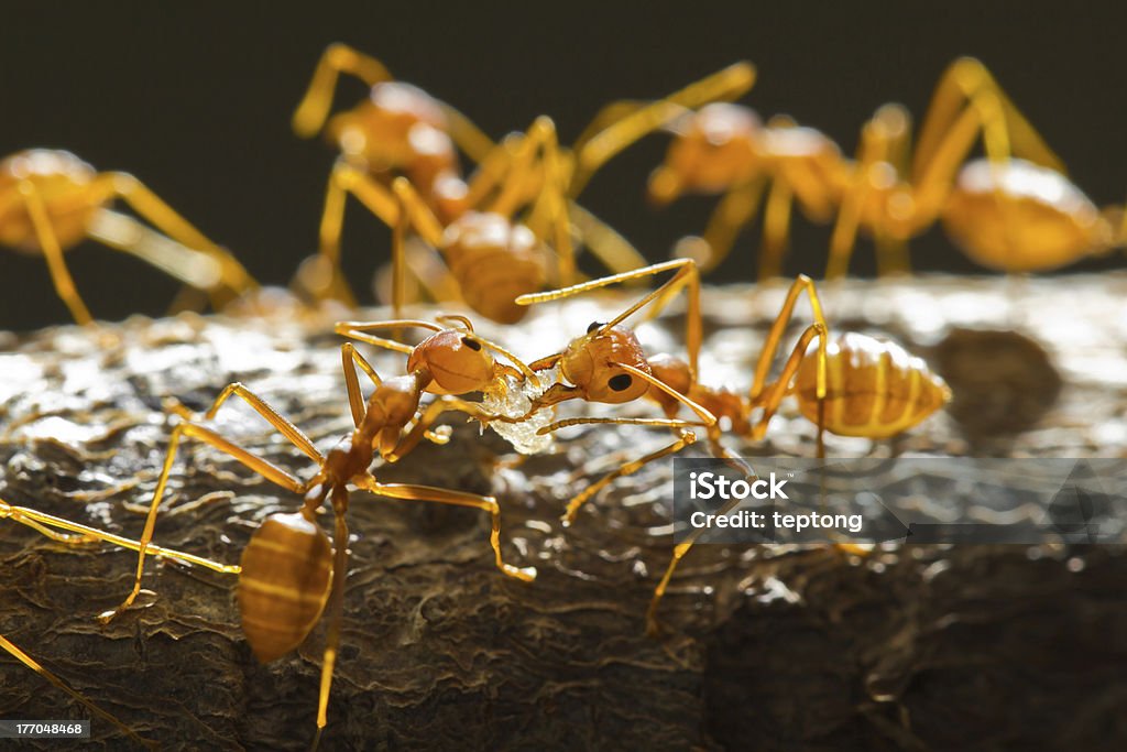 레드 위버 ants - 로열티 프리 개미 스톡 사진