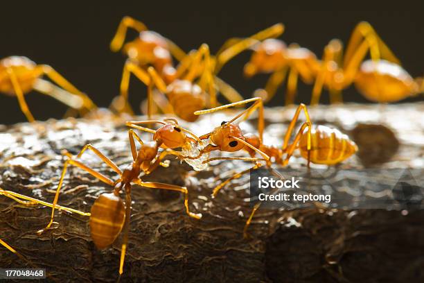 레드 위버 Ants 개미에 대한 스톡 사진 및 기타 이미지 - 개미, 곤충, 동물