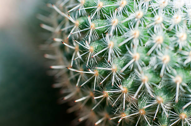 istock Close up of globe shaped cactus with long thorns 177048497
