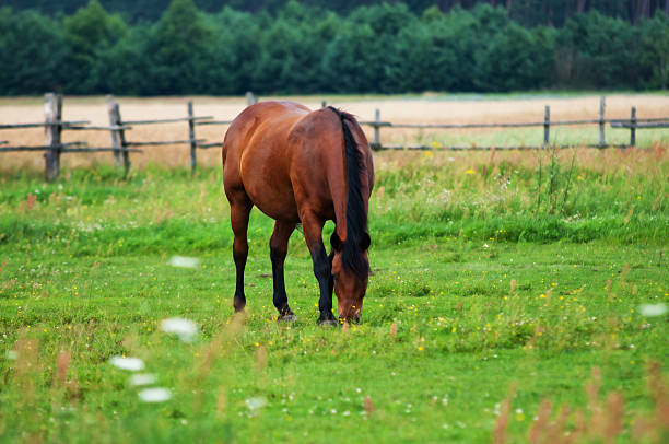 istock horse and field 177048505