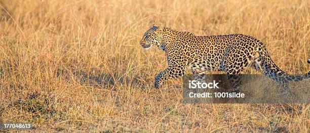 Leopard Läuft In Savannahcamouflage Stockfoto und mehr Bilder von Afrika - Afrika, Afrikanischer Panther, Bedrohte Tierart