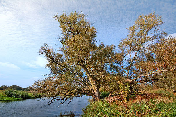 hdr 일반적인 버드나무 at havel 강 - untere havel 뉴스 사진 이미지