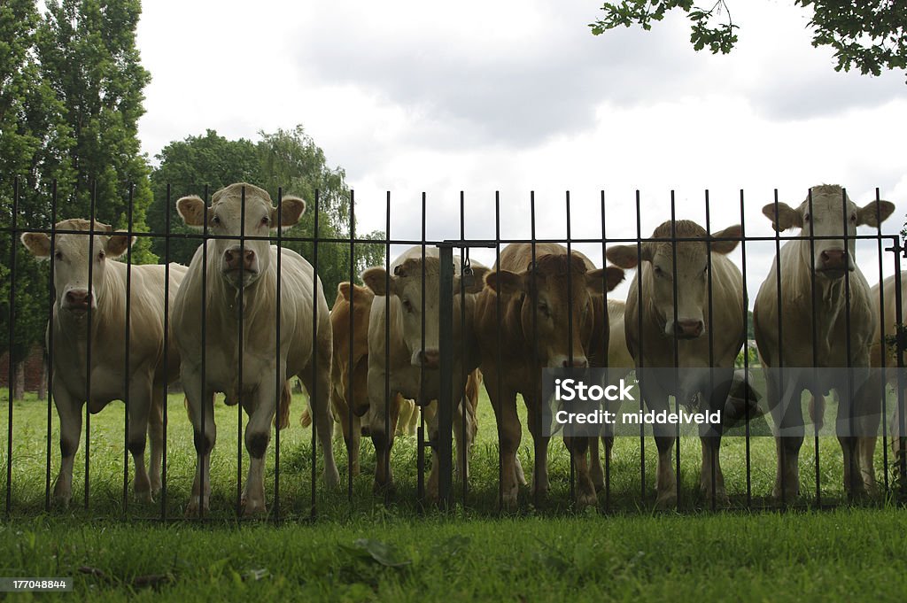 Любознательный всех кантонах стоя перед ворота - Стоковые фото Благополучие животных роялти-фри