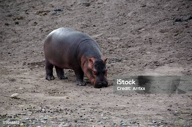 Photo libre de droit de Bébé Hippo banque d'images et plus d'images libres de droit de Afrique - Afrique, De grande taille, Faune