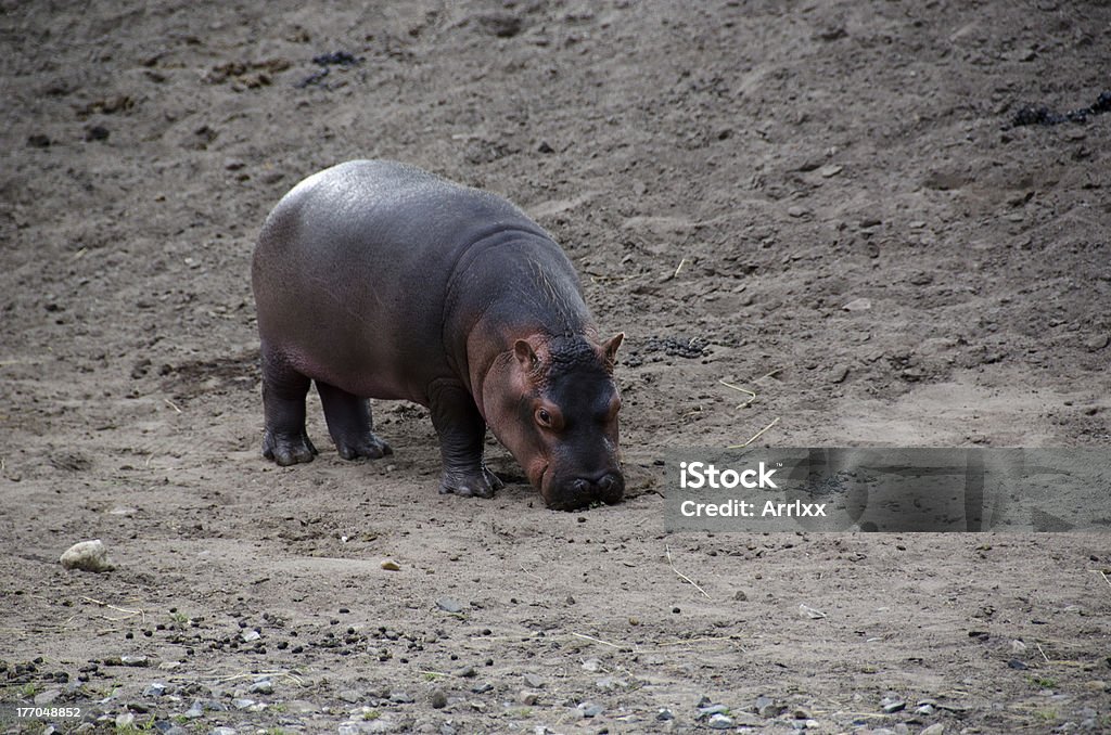 Hipopótamo bebê - Foto de stock de Animal royalty-free