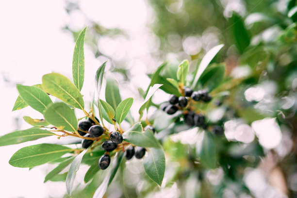 Black olives among green foliage on tree branches