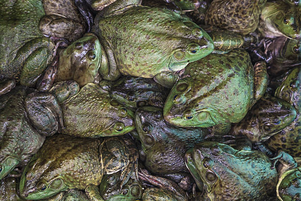 bullfrog bullfrog stacked together in the market bullfrog photos stock pictures, royalty-free photos & images