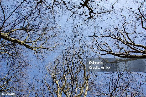 Bosque De Árboles De Invierno Foto de stock y más banco de imágenes de Azul - Azul, Bosque, Cima del árbol