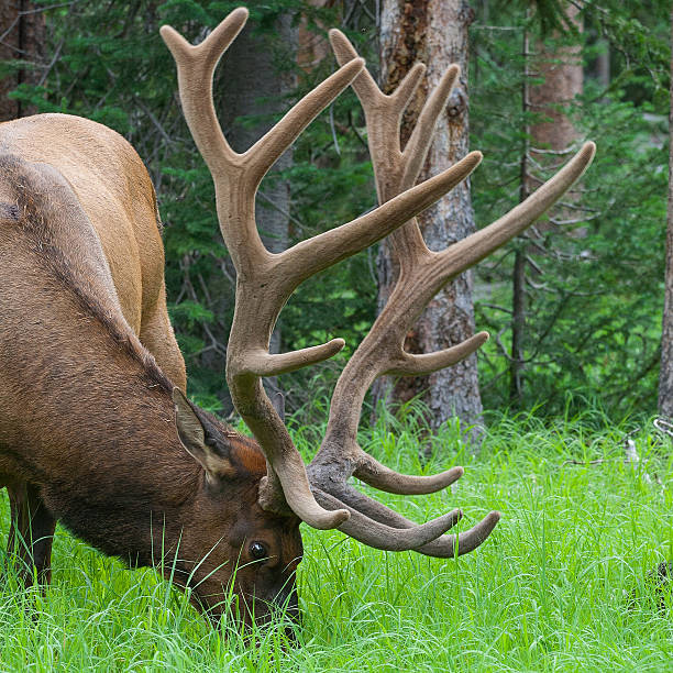 istock Large bull elk grazing in Yellowstone 177049494