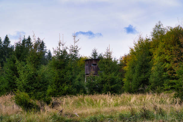 istock Autumn in the Thuringian Forest 1770495776