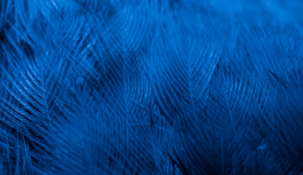 istock feather pigeon macro photo. texture or background 1770496345