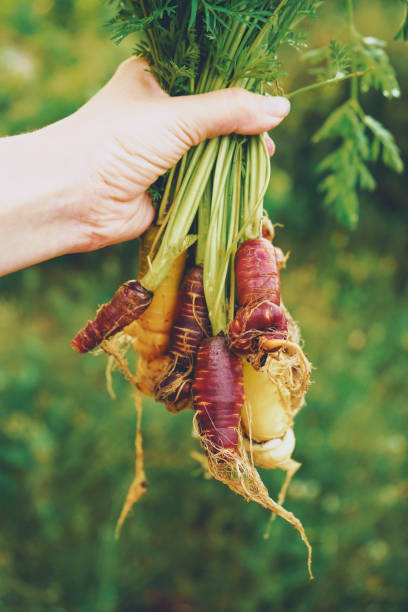 istock Colorful group of carrots just harvested 1770496351
