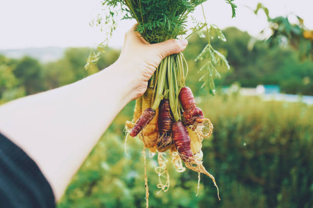 istock Colorful group of carrots just harvested 1770496355