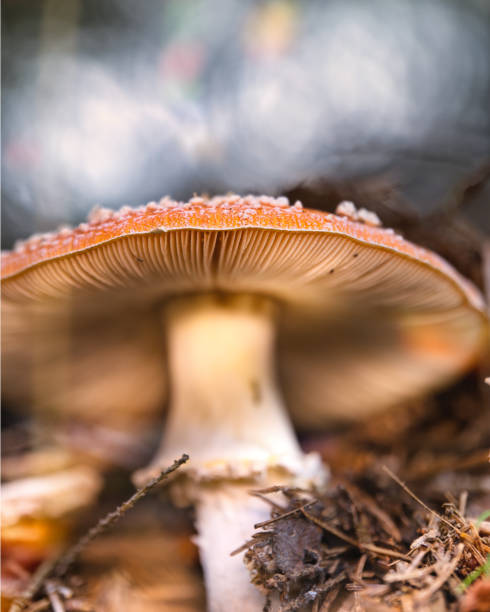 istock Autumn mushrooms in the Thuringian Forest 1770496992