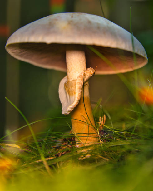 istock Autumn mushrooms in the Thuringian Forest 1770498675
