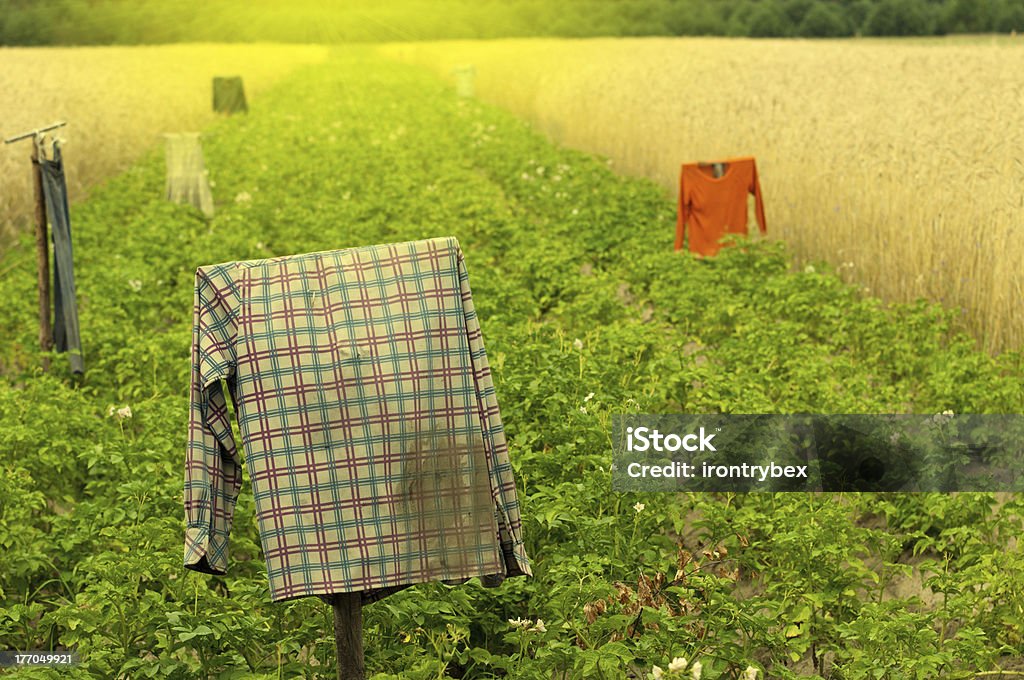 Scarecrow The scarecrow Agricultural Field Stock Photo