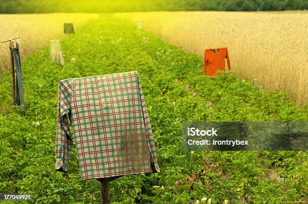 Scarecrow Stock Photo - Download Image Now - Agricultural Field, Agriculture, Asia