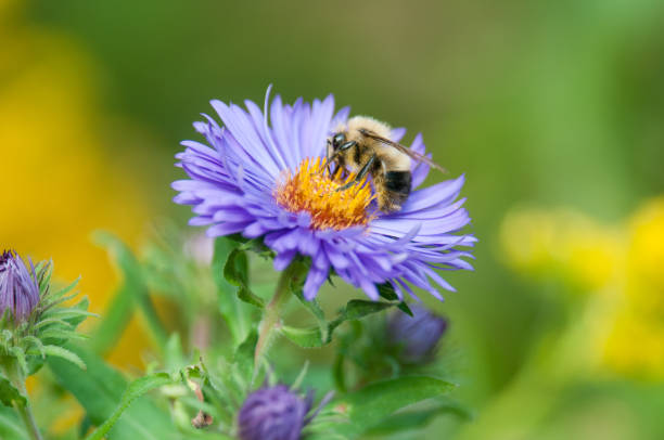 istock American Bumble Bee on New England Aster flower 1770499251
