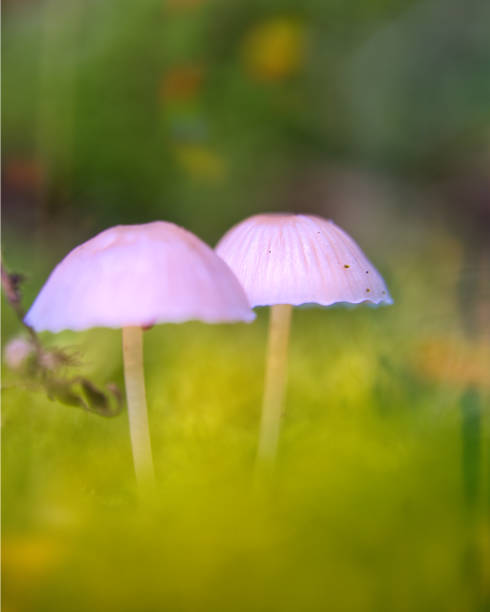 istock Autumn mushrooms in the Thuringian Forest 1770499837