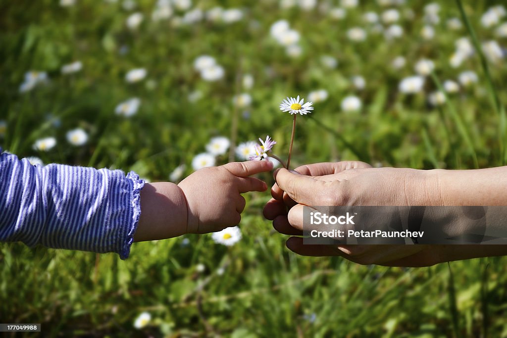 Giving Female hands giving daisies to a small childs hand reaching for it Baby - Human Age Stock Photo