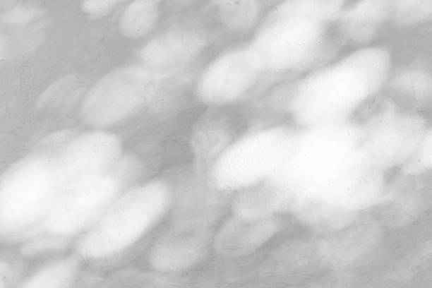 istock Shadow Of Leaves Reflected On The White Wall 1770503421