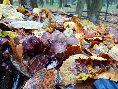 A small group of old wood mushrooms on a rotten stump covered with fallen autumn leaves. The topic of poisonous autumn mushrooms.