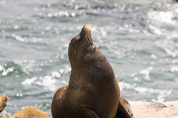istock Sea lion sitting proud 177050536