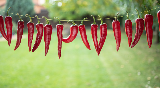 Lot of fresh red chilli peppers strung up on rope. Chili pepper air drying process.