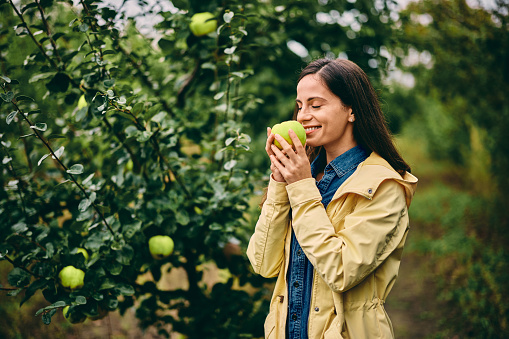 A beautiful girl in the orchard, smelling a freshly picked apple quince.