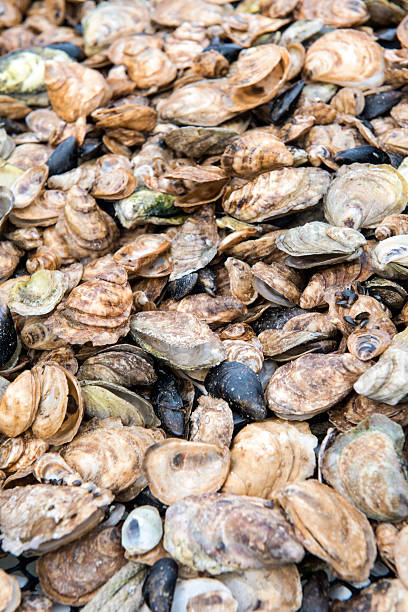 Oyster stock photo