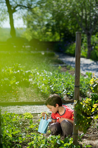istock Young boy watering strawberries from the garden 177050948