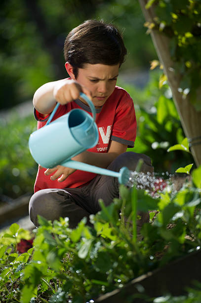 istock Young boy watering strawberries from the garden 177050959