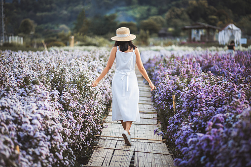 Winter travel relax vacation concept, Young happy traveler asian woman with dress sightseeing on Margaret Aster flowers field in garden at Chiang Mai, Thailand