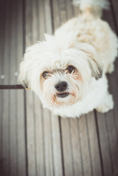 istock Poodle bichon puppy dog looking up at camera 177052057