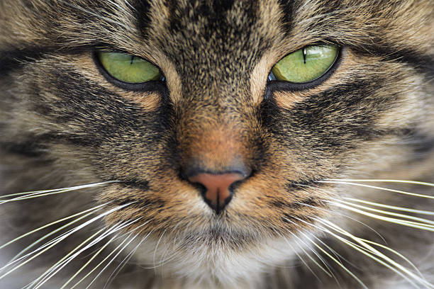 istock Close up view of cat face 177052100