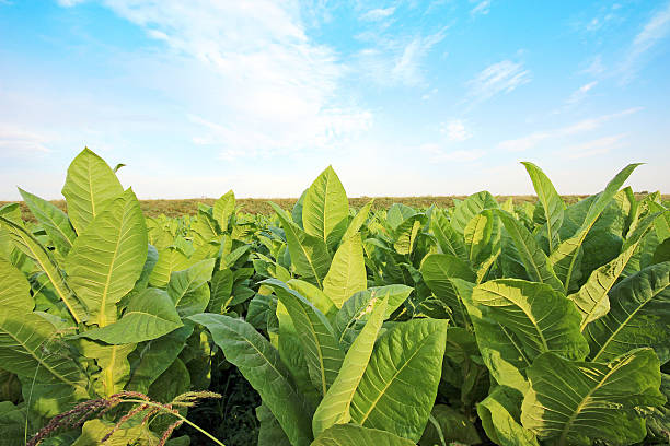 growing tobacco on a field in Poland stock photo