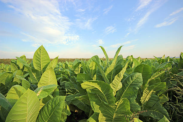 growing tobacco on a field in Poland stock photo